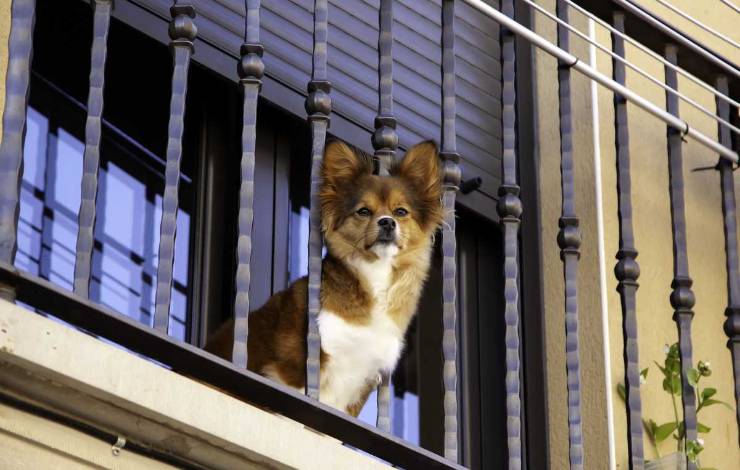 Cane sul balcone